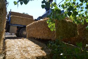 lasttragender-Strohballenhaus-Workshop-loadbearing-straw-bale-house